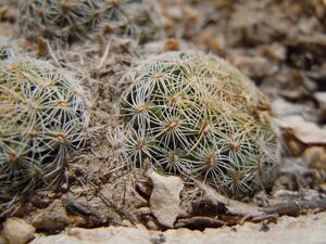 Escobaria missouriensis (5062664299).jpg