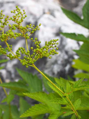 Filipendula camtschatica Wiązówka kamczacka 2021-08-08 02.jpg