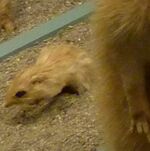 Gerbillus pyramidum Museum de Genève.JPG