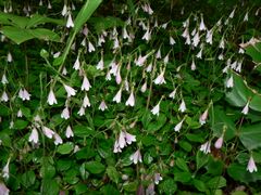 Linnaea borealis 15031.JPG