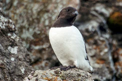 Little Auk (js) 24.jpg