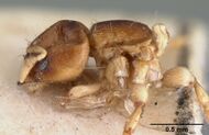Melissotarsus emeryi casent0101465 profile 1.jpg