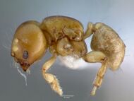 Melissotarsus insularis casent0426119 profile 1.jpg