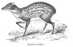 Moschiola meminna.jpg