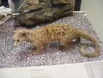 Nandinia binotata, Manchester Museum.jpg