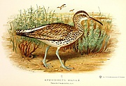 Numenius tenuirostris Grönvold.jpg