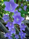 Peach-leavedBellflower.JPG