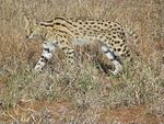 Serval2.jpg