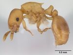 Stereomyrmex horni casent0178593 profile 1.jpg