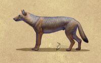 Theriodictis platensis Wikipedia Juandertal.jpg