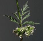 Torilisnodosa.jpg