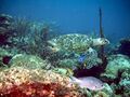 Венесуэлаысь Моррокой национальной паркысь бисса