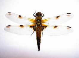 Vierfleck (Libellula quadrimaculata).jpg