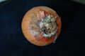 Fusarium oxysporium кхийтта хох