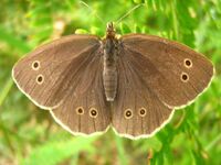 Aphantopus-hyperantus-10-VII-2007a.jpg