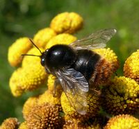 Bombus confusus male.jpg