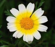 Chrysanthemum January 2008-1.jpg