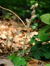 Epipogium aphyllum Luxembourg 060.jpg