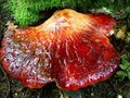 Fistulina hepatica 1.jpg