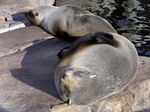 Furseals1.jpg