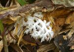 Hericium coralloides.jpg