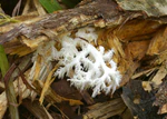 Hericium coralloides.jpg