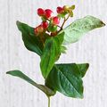 Hypericum androsaemum, мартьне