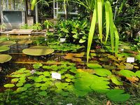 Kraków - ogród botaniczny,,,;.jpg