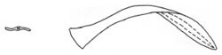 Leptaxis erubescens dart.jpg