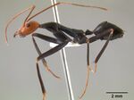 Leptomyrmex erythrocephalus casent0011746 profile 1.jpg