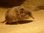 Macroscelides proboscideus.jpg