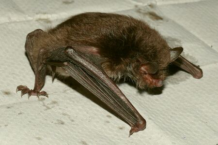 Усна сөөһин сәрсн бавуха (лат. Myotis daubentonii)