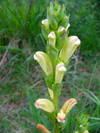 Pedicularis sceptrum-carolinum A.jpg