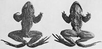 Pelodytes caucasicus.jpg