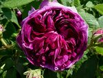 Rosa 'Charles de Mills' J1.JPG
