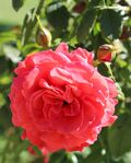Rosa Cherry Girl.JPG