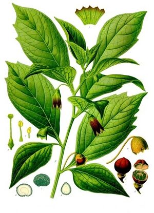 Scopolia carniolica - Köhler–s Medizinal-Pflanzen-263.jpg