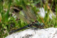 Somatochlora alpestris 01.jpg