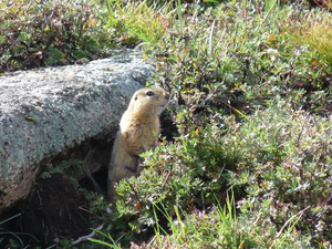 Spermophilus undulatus.jpg