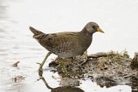 Spotted crake (Porzana porzana) (6830876880).jpg