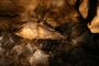 Stalactite Reptilles Claw Cave.jpg