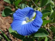 Starr 070402-6246 Clitoria ternatea.jpg