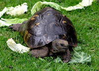 Tortoise.spur-thighed.arp.750pix.jpg