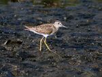 Wood Sandpiper (Non-breeding) at Puri I IMG 9172.jpg