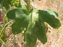 Alcea rosea hojas.JPG