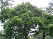 Aphananthe aspera3.jpg