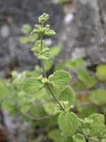 Ballota saxatilis 1.JPG