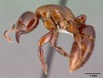 Centromyrmex alfaroi casent0010795 profile 1.jpg