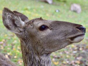 Cervidae Cervus elaphus bactrianus 2.jpg