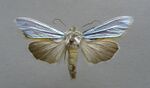 Cucullia splendida.JPG